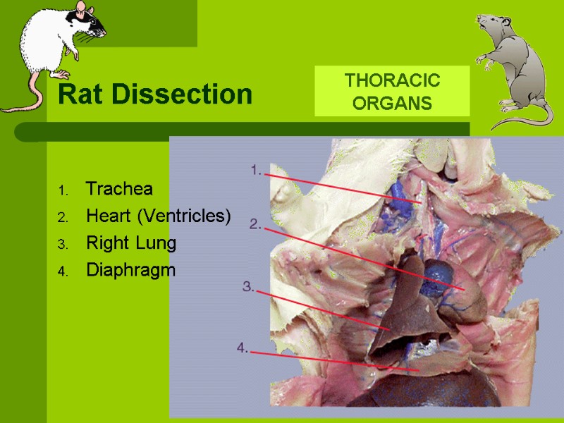 Rat Dissection THORACIC ORGANS  Trachea Heart (Ventricles) Right Lung Diaphragm